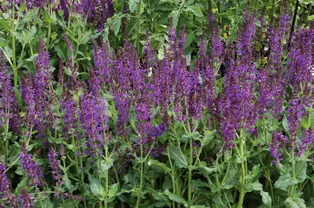 Salvia nemorosa 'Mainacht' - 3 Ltr pot - image 4
