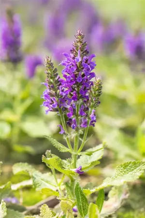 Salvia nemorosa 'Marcus' - P9 - image 5