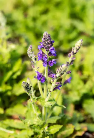 Salvia nemorosa 'Marcus' - P9 - image 1