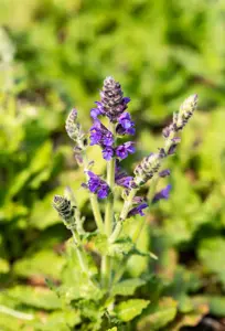 Salvia nemorosa 'Marcus'