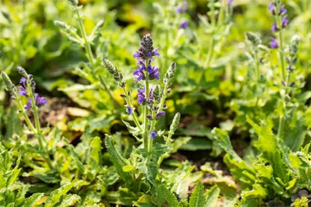 Salvia nemorosa 'Marcus' - P9 - image 2