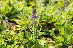 Salvia nemorosa 'Marcus' - P9 - image 2