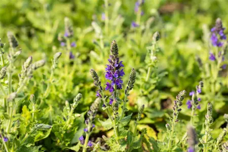 Salvia nemorosa 'Marcus' - P9 - image 3