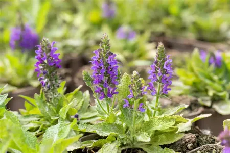 Salvia nemorosa 'Marcus' - P9 - image 4