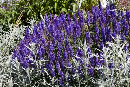 Salvia nemorosa 'Merleau Blue' - P11