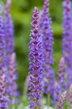 Salvia nemorosa 'Ostfriesland' - C1 - image 5