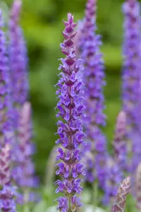 Salvia nemorosa 'Ostfriesland' - C1 - image 5