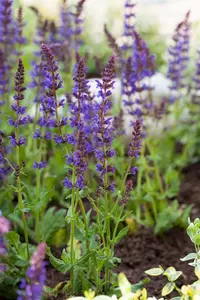 Salvia nemorosa 'Ostfriesland' - PLUG/CELGROWN 100 CEL TRAY - image 1
