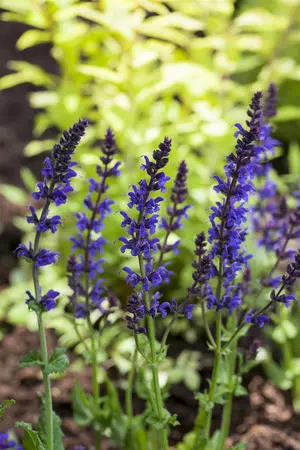 Salvia nemorosa 'Ostfriesland' - PLUG/CELGROWN 100 CEL TRAY - image 2