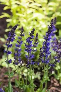 Salvia nemorosa 'Ostfriesland' - PLUG/CELGROWN 100 CEL TRAY - image 2