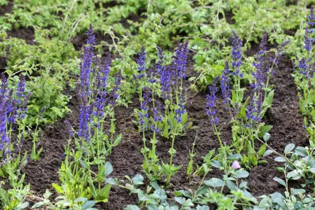 Salvia nemorosa 'Ostfriesland' - C1 - image 3