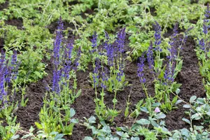 Salvia nemorosa 'Ostfriesland' - PLUG/CELGROWN 100 CEL TRAY - image 3