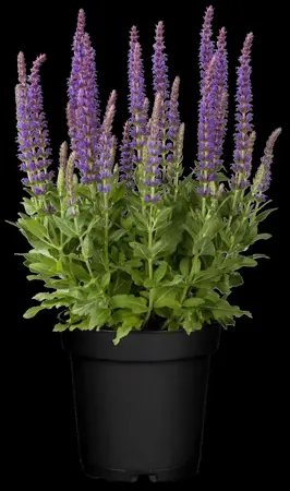 Salvia nemorosa 'Ostfriesland' - C1 - image 4