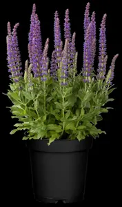 Salvia nemorosa 'Ostfriesland' - C1 - image 4