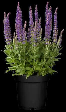 Salvia nemorosa 'Ostfriesland' - PLUG/CELGROWN 100 CEL TRAY - image 4
