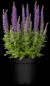 Salvia nemorosa 'Ostfriesland' - PLUG/CELGROWN 100 CEL TRAY - image 4