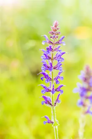 Salvia nemorosa 'R?gen' - P9 - image 3