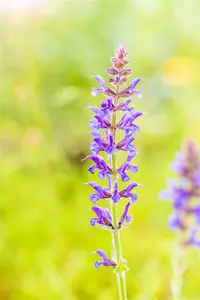 Salvia nemorosa 'R?gen' - P9 - image 3