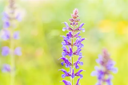Salvia nemorosa 'R?gen' - P9 - image 2