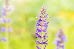 Salvia nemorosa 'R?gen' - P9 - image 2