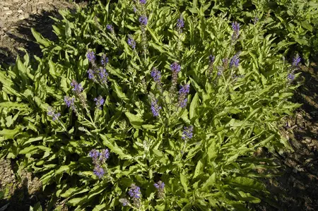 Salvia nemorosa 'R?gen' - P9 - image 1