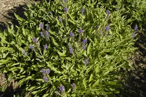 Salvia nemorosa 'R?gen'