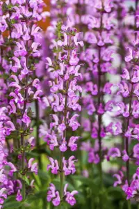 Salvia nemorosa 'Rose Queen'