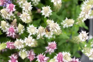 Salvia nemorosa 'Salute White'
