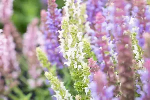 Salvia nemorosa 'Salute White' - P9 - image 2