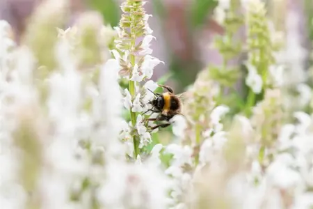 Salvia nemorosa 'Salute White' - P9 - image 3