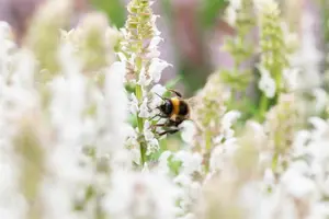 Salvia nemorosa 'Salute White' - P9 - image 3