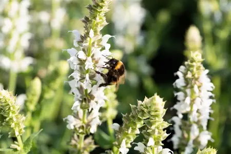 Salvia nemorosa 'Salute White' - P9 - image 4
