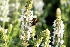 Salvia nemorosa 'Salute White' - P9 - image 4
