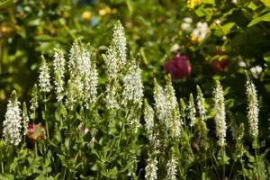 Salvia nemorosa 'Schneeh?gel'