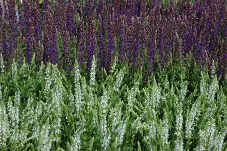 Salvia nemorosa 'Schneeh?gel' - 1.5 Ltr pot - image 2