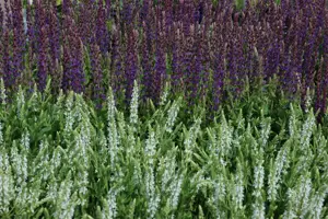 Salvia nemorosa 'Schneeh?gel' - 1.5 Ltr pot - image 2