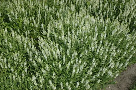 Salvia nemorosa 'Schneeh?gel' - 1.5 Ltr pot - image 3
