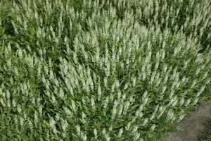 Salvia nemorosa 'Schneeh?gel' - 1.5 Ltr pot - image 3