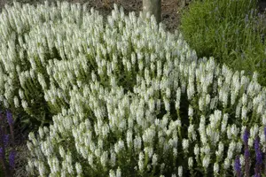 Salvia nemorosa 'Schneeh?gel' - 1.5 Ltr pot - image 4