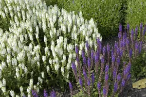 Salvia nemorosa 'Schneeh?gel' - 1.5 Ltr pot - image 5