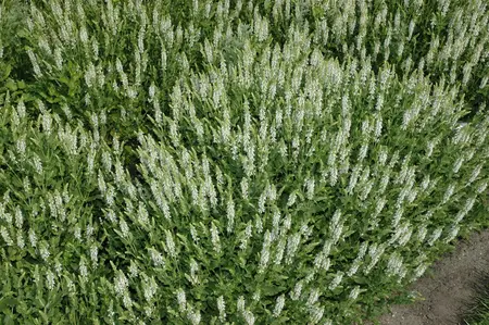 Salvia nemorosa 'Schneeh?gel' - PLUG/CELGROWN 100 CEL TRAY - image 3