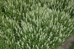 Salvia nemorosa 'Schneeh?gel' - PLUG/CELGROWN 100 CEL TRAY - image 3