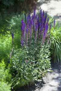 Salvia nemorosa 'Synchro Blue' - P9 - image 3