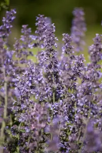 Salvia nemorosa 'Synchro Blue' - P9 - image 5