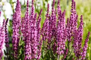 Salvia nemorosa 'Synchro Pink' - P11