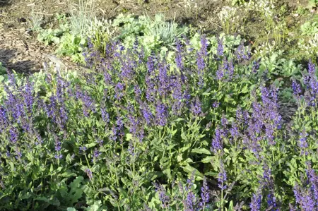 Salvia nemorosa 'Viola Klose' - P9 - image 2