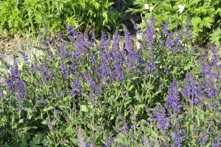 Salvia nemorosa 'Viola Klose' - P9 - image 3