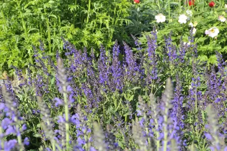 Salvia nemorosa 'Viola Klose' - P9 - image 4