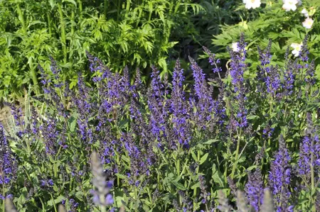 Salvia nemorosa 'Viola Klose' - PLUG/CELGROWN 100 CEL TRAY - image 1