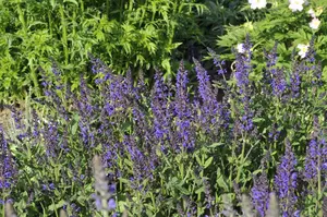 Salvia nemorosa 'Viola Klose' - PLUG/CELGROWN 100 CEL TRAY - image 4